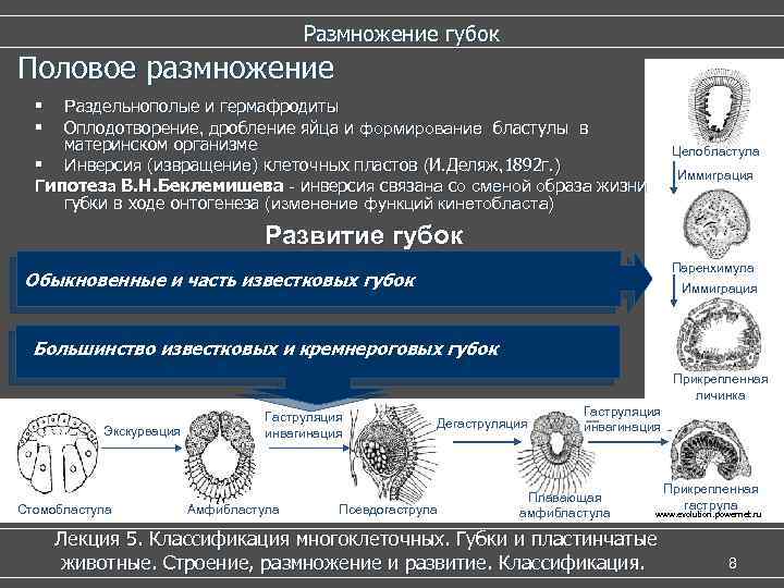  Размножение губок Половое размножение Раздельнополые и гермафродиты Оплодотворение, дробление яйца и формирование бластулы