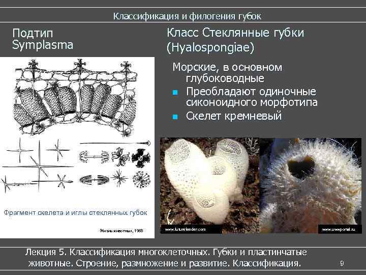  Классификация и филогения губок Класс Стеклянные губки (Hyalospongiae) Подтип Symplasma Морские, в основном