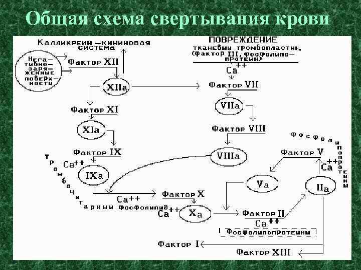 Факторы свертывания крови схема