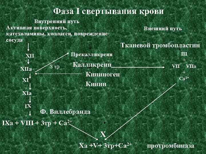 Фаза I свертывания крови Внутренний путь Активная поверхность, катехоламины, коллаген, повреждение сосуда Тканевой тромбопластин