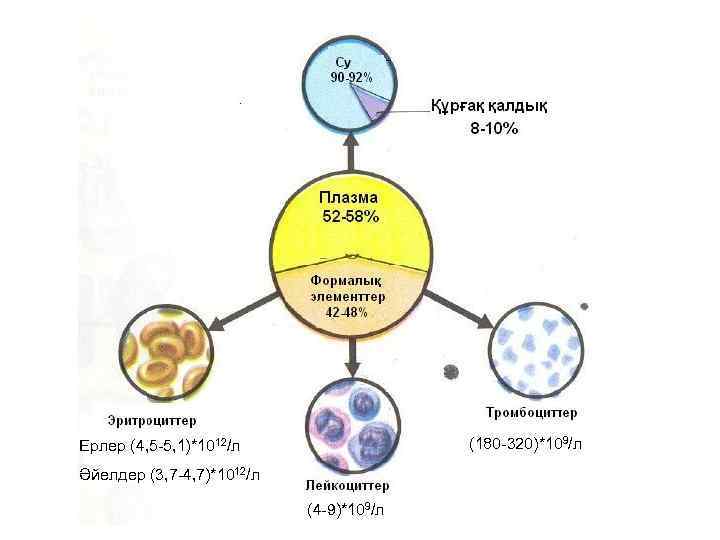 Ерлер (4, 5 -5, 1)*1012/л (180 -320)*109/л Әйелдер (3, 7 -4, 7)*1012/л (4 -9)*109/л