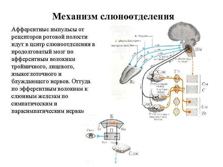    Механизм слюноотделения Афферентные импульсы от рецепторов ротовой полости идут в центр