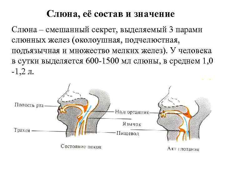   Слюна, её состав и значение Слюна – смешанный секрет, выделяемый 3 парами