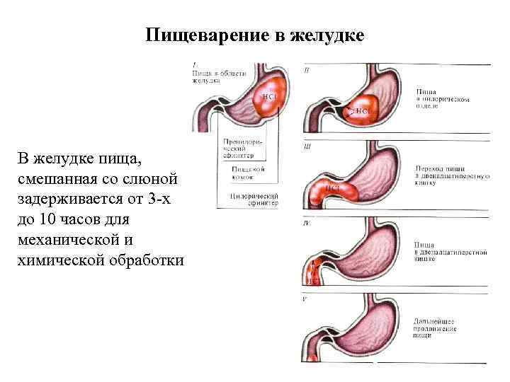 Пищеварение в желудке В желудке пища, смешанная со слюной задерживается от 3 -х до