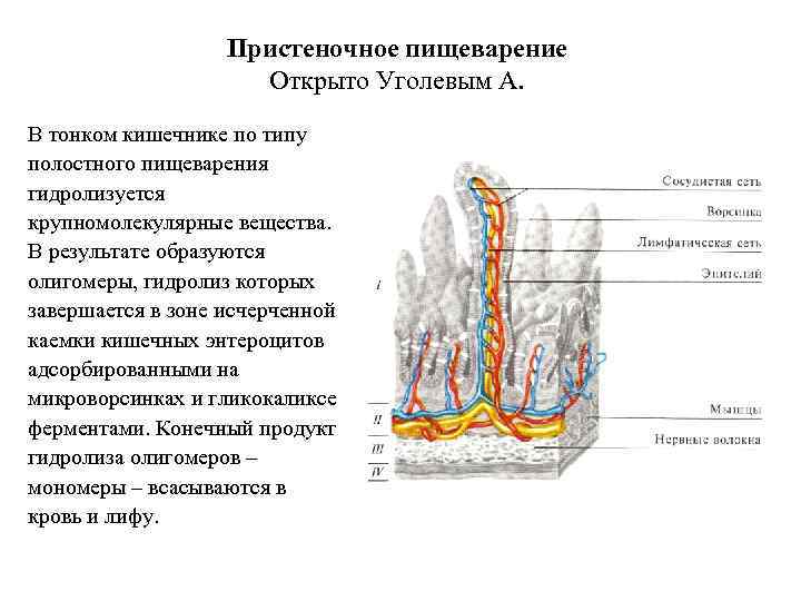 Пристеночное пищеварение Открыто Уголевым А. В тонком кишечнике по типу полостного пищеварения гидролизуется крупномолекулярные
