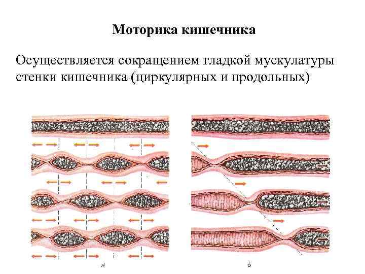 Моторика кишечника Осуществляется сокращением гладкой мускулатуры стенки кишечника (циркулярных и продольных) 