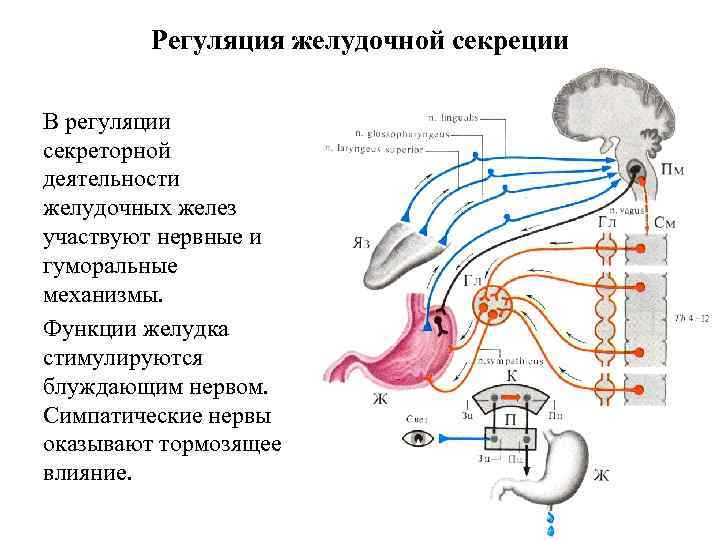 Регуляция желудочной секреции В регуляции секреторной деятельности желудочных желез участвуют нервные и гуморальные механизмы.