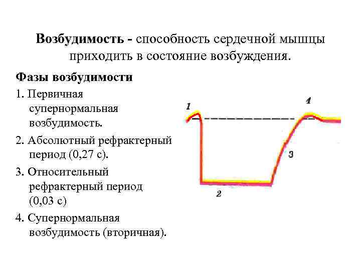 Возбудимость - способность сердечной мышцы приходить в состояние возбуждения. Фазы возбудимости 1. Первичная супернормальная