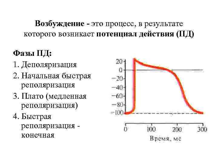 Возбуждение - это процесс, в результате которого возникает потенциал действия (ПД) Фазы ПД: 1.