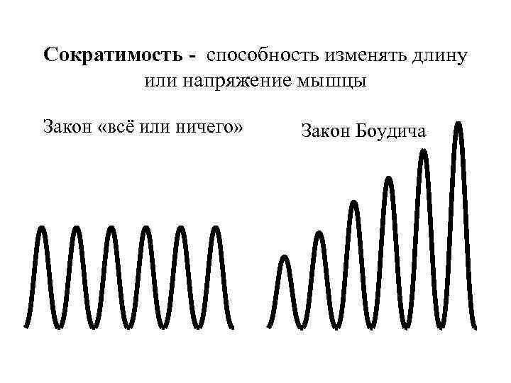 Сократимость - способность изменять длину или напряжение мышцы Закон «всё или ничего» Закон Боудича