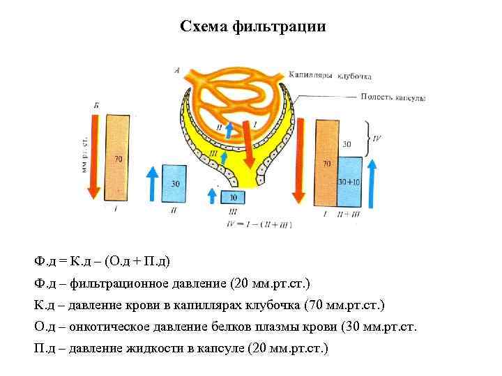 Схема фильтрации Ф. д = К. д – (О. д + П. д) Ф.