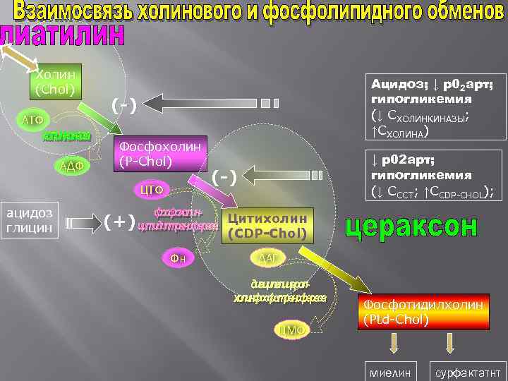  Холин (Chol) Ацидоз; ↓ р02 арт; гипогликемия (-) (↓ СХОЛИНКИНАЗЫ; АТФ ↑СХОЛИНА) Фосфохолин