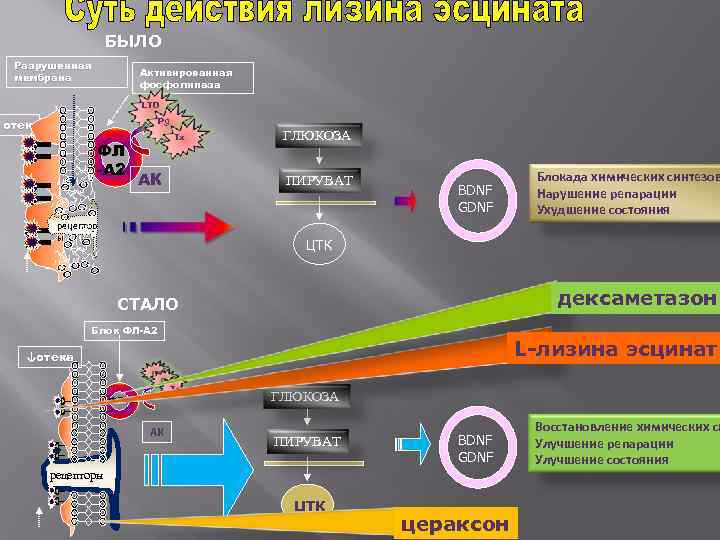  БЫЛО Разрушенная Активированная мембрана фосфолипаза LTD отек Pg Tx ГЛЮКОЗА ФЛ -А 2