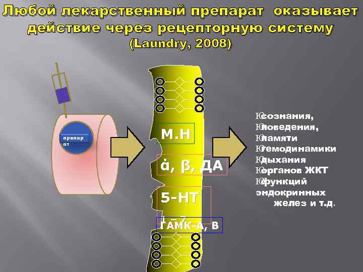 Любой лекарственный препарат оказывает действие через рецепторную систему (Laundry, 2008) Юсознания, Юповедения, препар ат