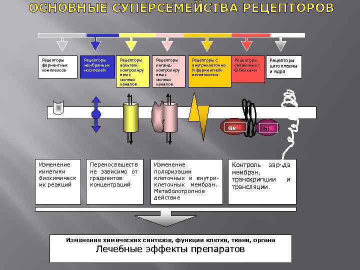 ОСНОВНЫЕ СУПЕРСЕМЕЙСТВА РЕЦЕПТОРОВ Рецепторы Рецепторы с Рецепторы, Рецепторы ферментных мембранных вольтаж- лиганд- внутриклеточно связанные