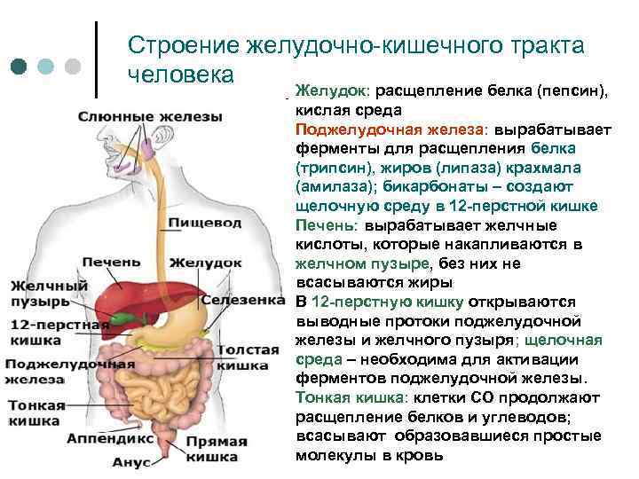 Строение жкт человека схема