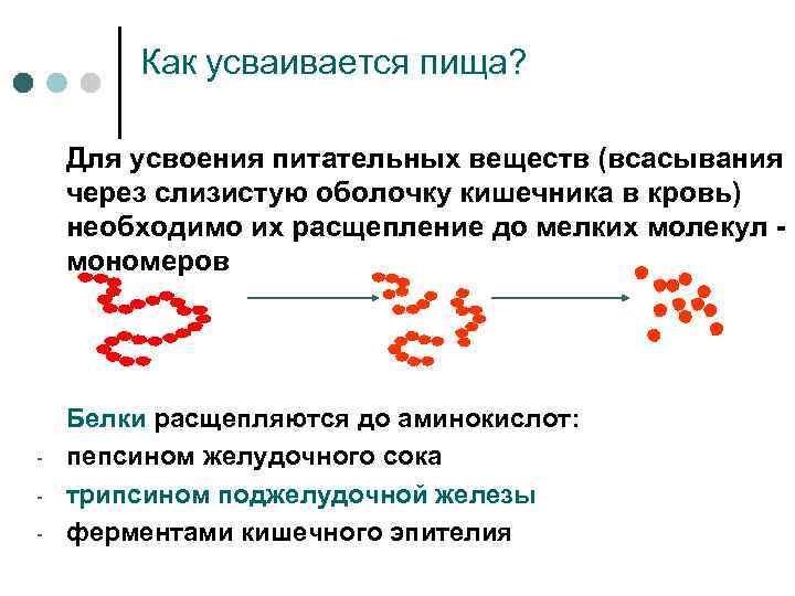 Как усваивается пища? Для усвоения питательных веществ (всасывания через слизистую оболочку кишечника в кровь)