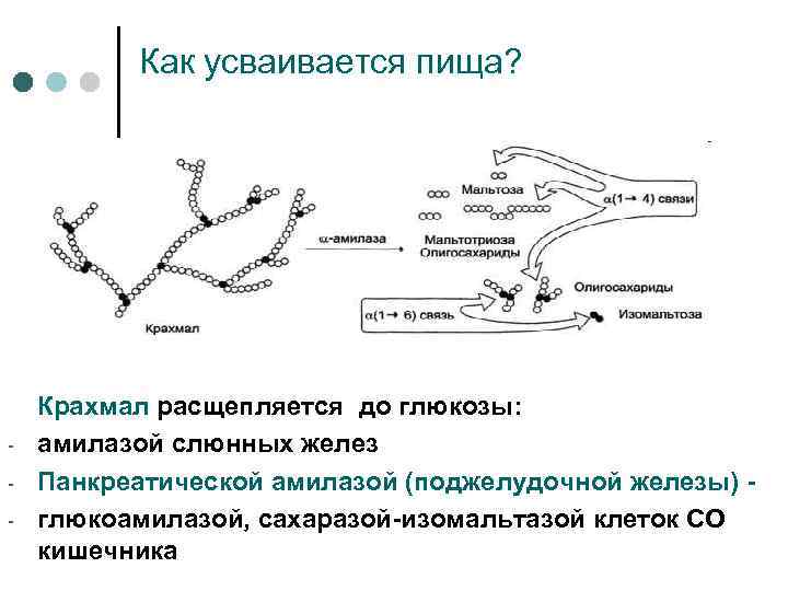 Как усваивается пища? - Крахмал расщепляется до глюкозы: амилазой слюнных желез Панкреатической амилазой (поджелудочной