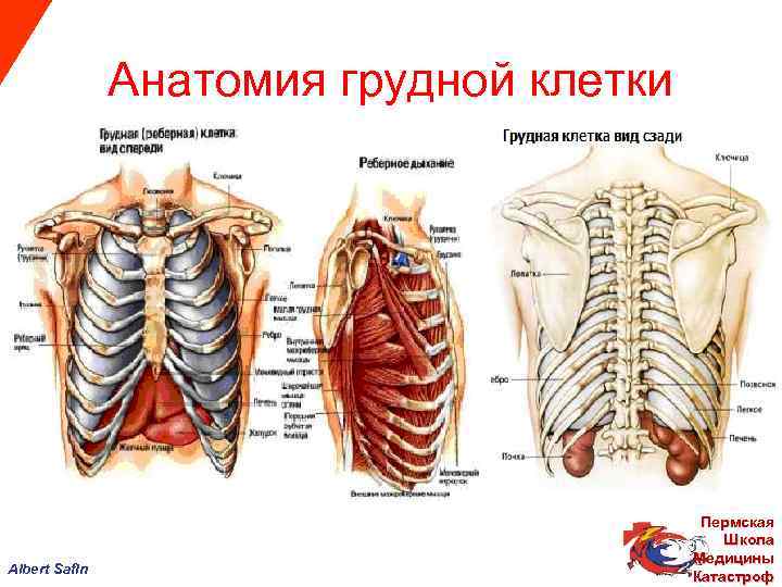  Анатомия грудной клетки Пермская Школа Медицины Albert Safin Катастроф 