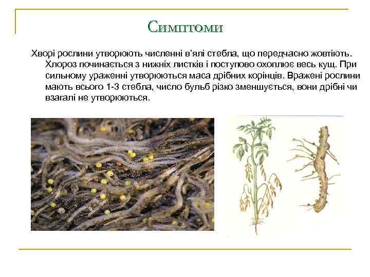 Симптоми Хворі рослини утворюють численні в’ялі стебла, що передчасно жовтіють. Хлороз починається з нижніх