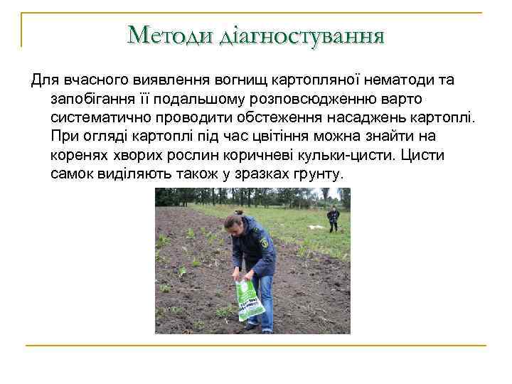 Методи діагностування Для вчасного виявлення вогнищ картопляної нематоди та запобігання її подальшому розповсюдженню варто