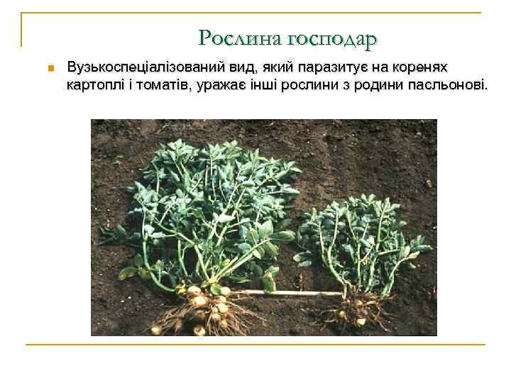 Рослина господар n Вузькоспеціалізований вид, який паразитує на коренях картоплі і томатів, уражає інші