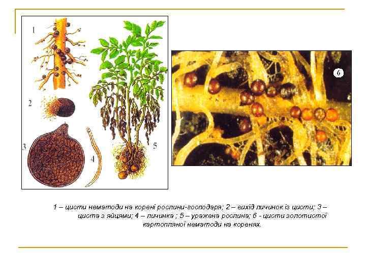 1 – цисти нематоди на корені рослини-господаря; 2 – вихід личинок із цисти; 3