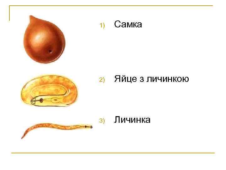 1) Самка 2) Яйце з личинкою 3) Личинка 