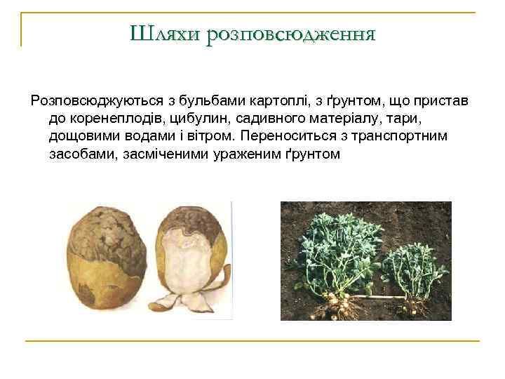 Шляхи розповсюдження Розповсюджуються з бульбами картоплі, з ґрунтом, що пристав до коренеплодів, цибулин, садивного