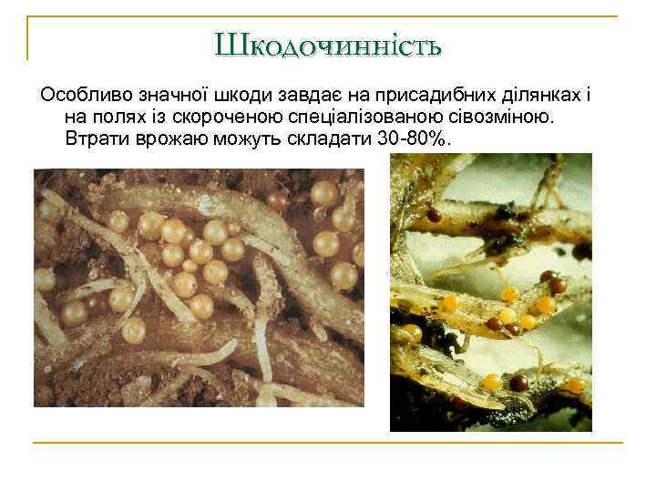 Шкодочинність Особливо значної шкоди завдає на присадибних ділянках і на полях із скороченою спеціалізованою