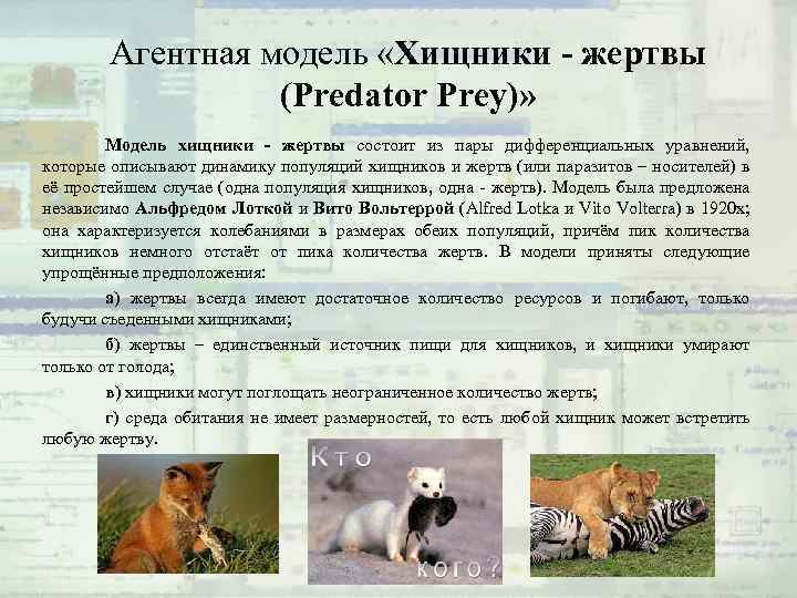 Агентная модель «Хищники - жертвы (Predator Prey)» Модель хищники - жертвы состоит из пары
