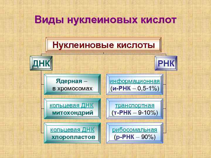 Виды нуклеиновых кислот Нуклеиновые кислоты ДНК РНК Ядерная – в хромосомах информационная (и-РНК –