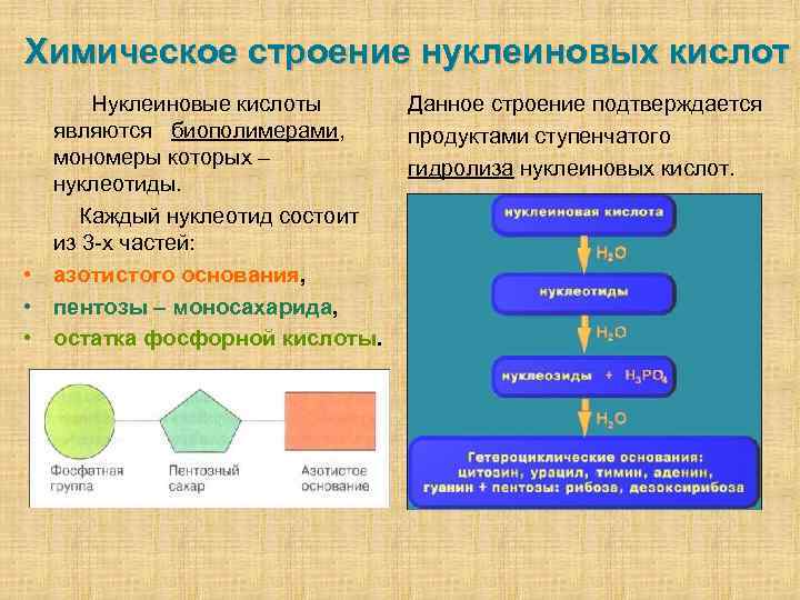 Презентация по химии на тему нуклеиновые кислоты