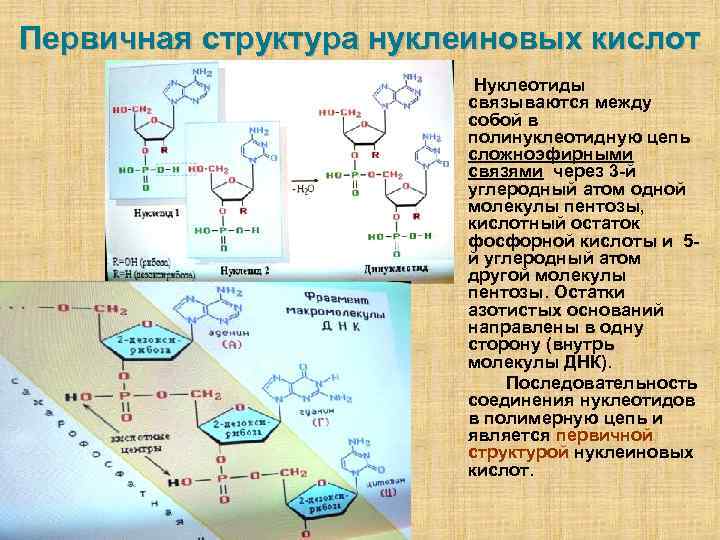 Первичная структура нуклеиновых кислот Нуклеотиды связываются между собой в полинуклеотидную цепь сложноэфирными связями через