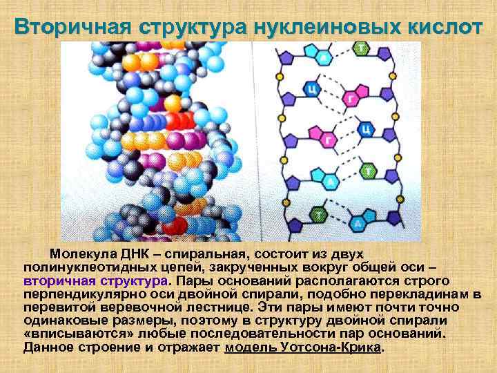 Вторичная структура нуклеиновых кислот Молекула ДНК – спиральная, состоит из двух полинуклеотидных цепей, закрученных