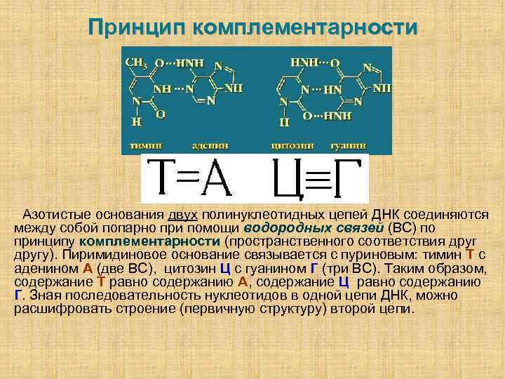 Принцип комплементарности Азотистые основания двух полинуклеотидных цепей ДНК соединяются между собой попарно при помощи