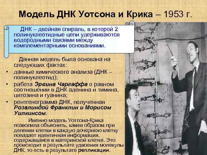 Модель ДНК Уотсона и Крика – 1953 г. ДНК – двойная спираль, в которой