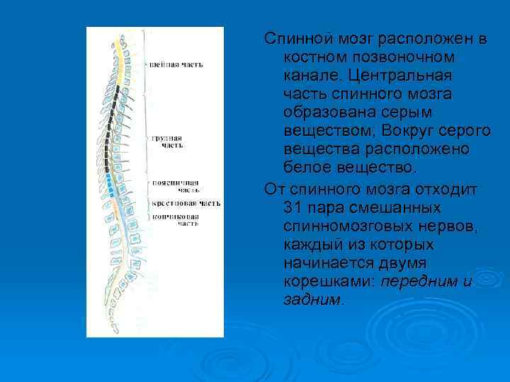 Спинной мозг расположен в костном позвоночном канале. Центральная часть спинного мозга образована серым веществом,
