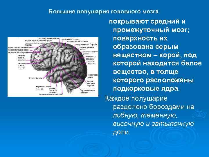 Большие полушария головного мозга. покрывают средний и промежуточный мозг; поверхность их образована серым веществом