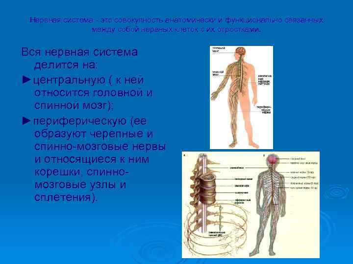  Нервная система - это совокупность анатомически и функционально связанных между собой нервных клеток