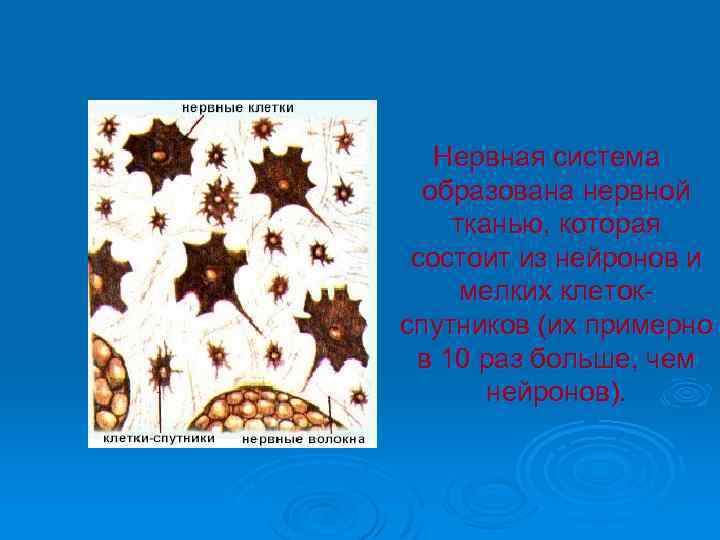  Нервная система образована нервной тканью, которая состоит из нейронов и мелких клеток- спутников