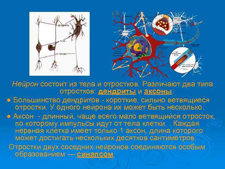  Нейрон состоит из тела и отростков. Различают два типа отростков: дендриты и аксоны.