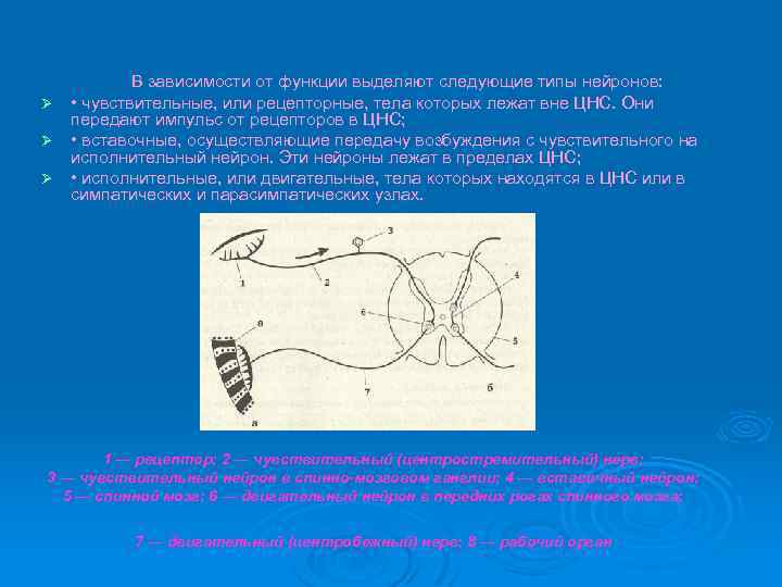  В зависимости от функции выделяют следующие типы нейронов: Ø • чувствительные, или рецепторные,