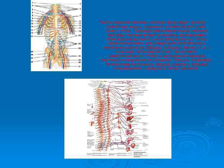 Часть нервной системы, которая регулирует работу скелетных мышц, называют соматической (греч. Сома - тело).