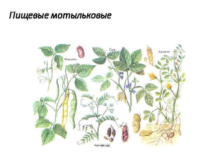 Питательные растения. Семейство Мотыльковые пищевые. Пищевые растения Мотыльковые. Пищевые растения семейства бобовые. Мотыльковые культурные растения.