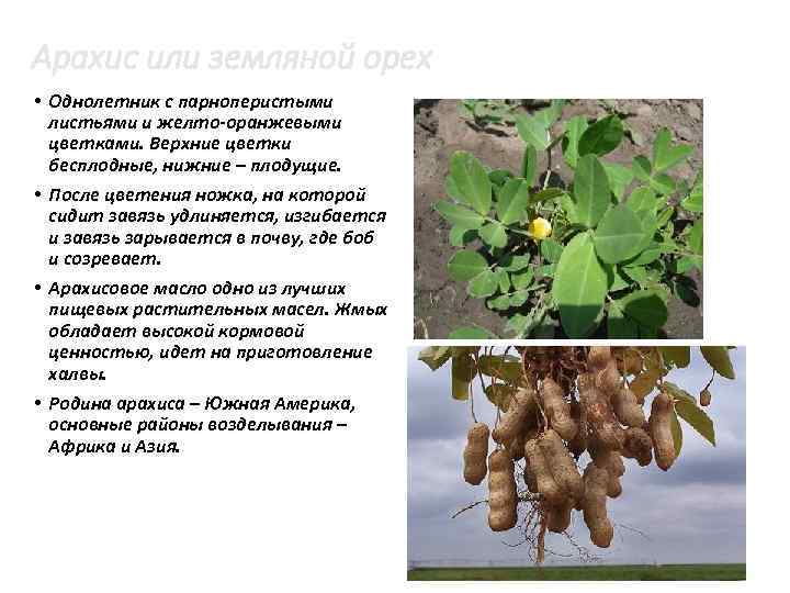 Арахис или земляной орех • Однолетник с парноперистыми листьями и желто оранжевыми цветками. Верхние