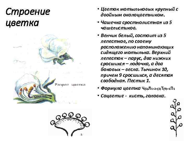 Строение цветка • Цветок мотыльковых крупный с двойным околоцветником. • Чашечка сростнолистная из 5