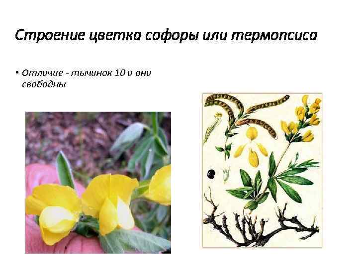 Строение цветка софоры или термопсиса • Отличие - тычинок 10 и они свободны 