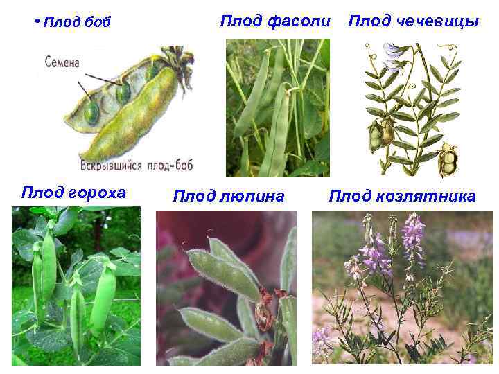  • Плод боб Плод гороха Плод фасоли Плод люпина Плод чечевицы Плод козлятника