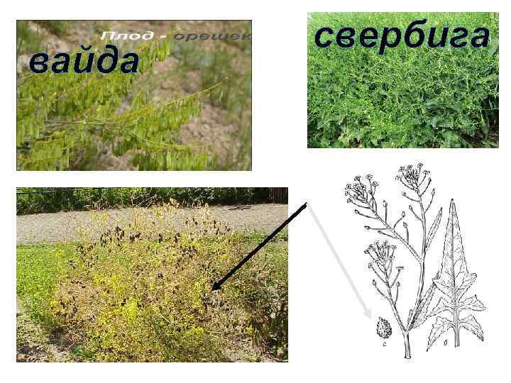 вайда свербига 